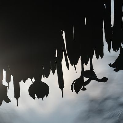 Des fleurs, il ne fallait pas !