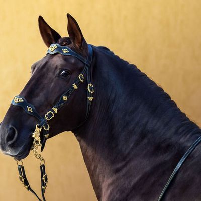 Le Lusitanien, un cheval exceptionnel considéré comme le plus ancien du monde