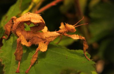 Fiche d'élevage du phasme scorpion