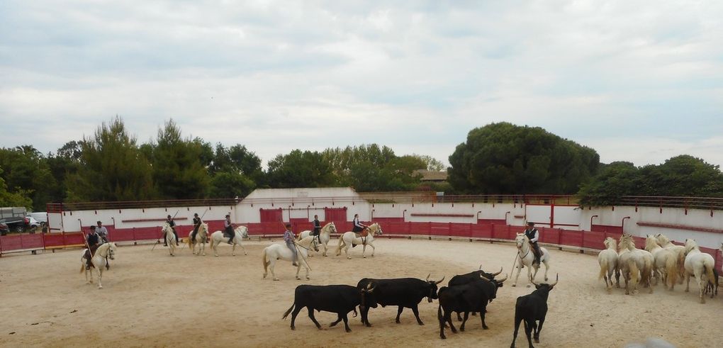 Spectacle camarguais.