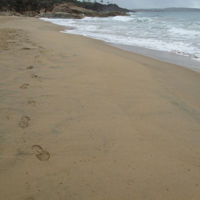 Fraser island et compagnie