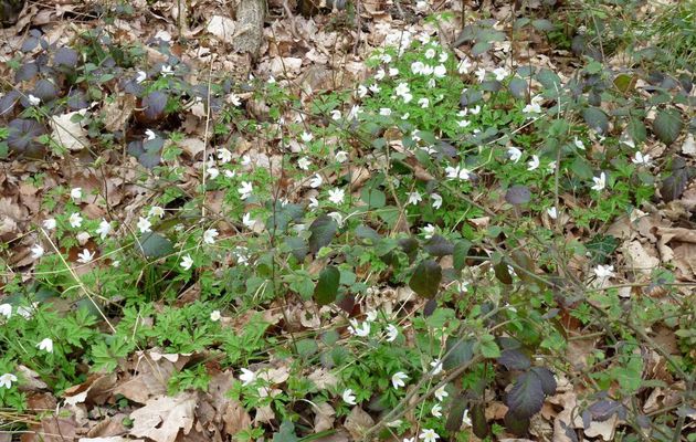 Les premières fleurs de la forêt