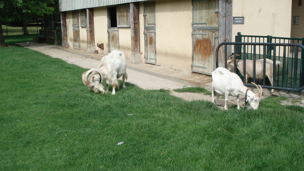 Album - sortie-a-la-ferme-des-gondoles-PS