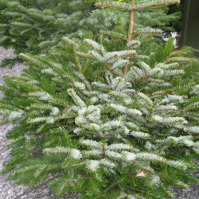 La décoration du sapin de Noël domestique