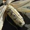 Monsanto : La domination par la contamination