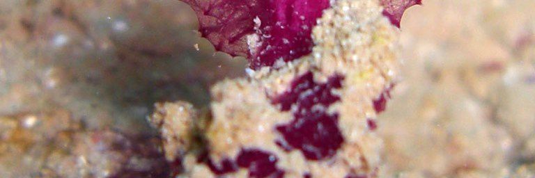 Éponge Oceanapia sagittaria, de l’océan Indien à Mayotte