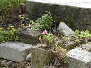 Quelques jours, sous la pluie, sans soleil, retrouver un jardin presque retourné à l'état sauvage....et prendre son appareil! Et voilà de la matière pour alimenter son  blog