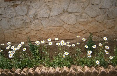 vonikazo sekoli
les fleurs de l'école
