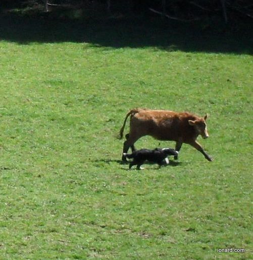 Qualification des chiens de troupeaux pour le concours national