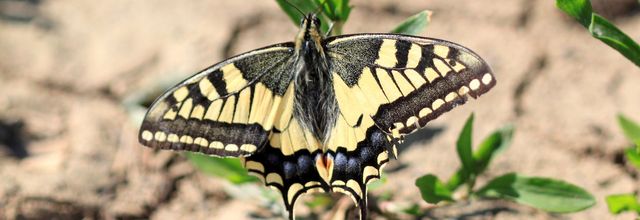 Un papillon