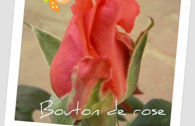 une rose