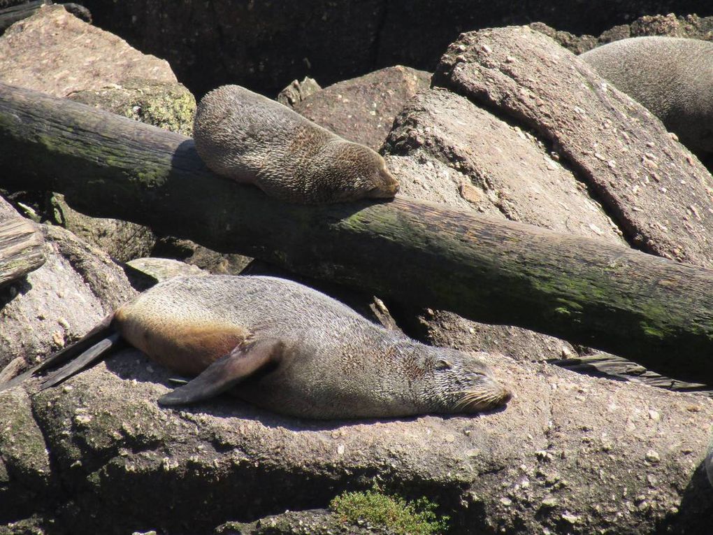 De Motueka à Greymouth