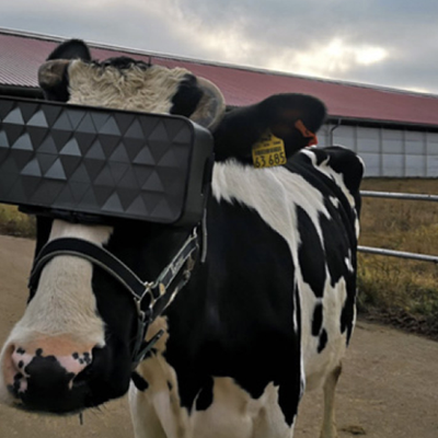 La réalité virtuelle testée sur des vaches pour mieux produire du lait