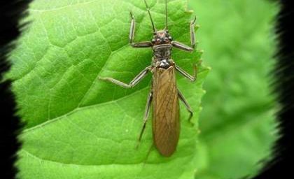 Insectes : petits indicateurs de grands désastres