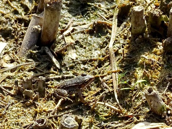 Petite grenouille au bord d'un étang...