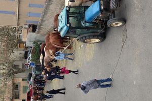 31ème FOIRE AUX CHEVAUX ET BESTIAUX