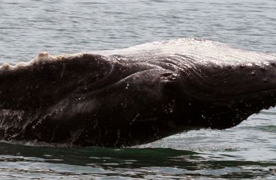 Whale watching in Costa Rica: Humpback Whales in Golfo Dulce