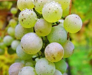 Origine et histoire du cépage Riesling