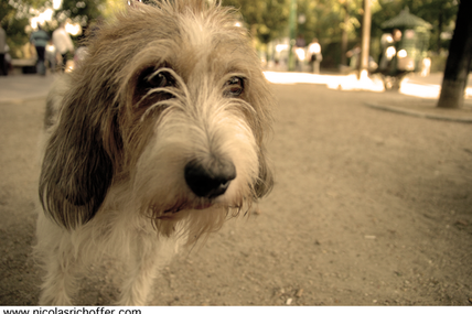 Une vie de chien