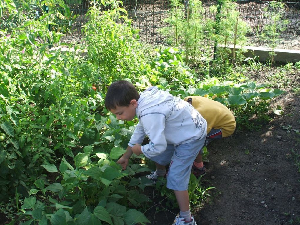 Album - Le bilan du potager 2010