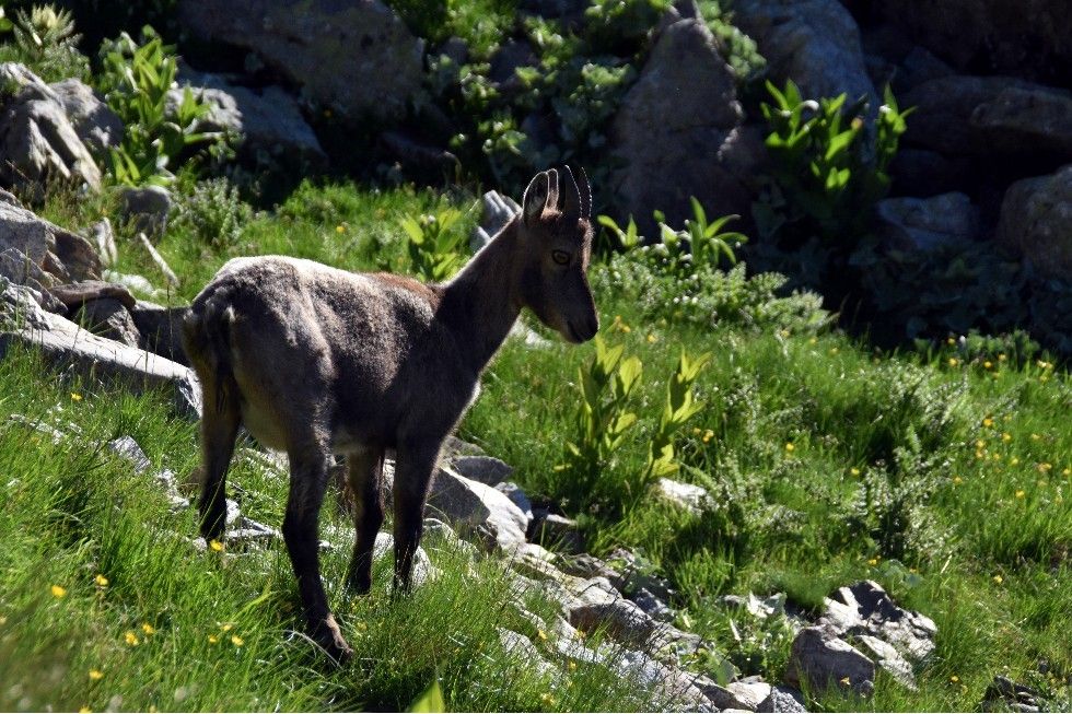 FAUNE ET FLORE DE LA MADONE DE FENESTRE (2)