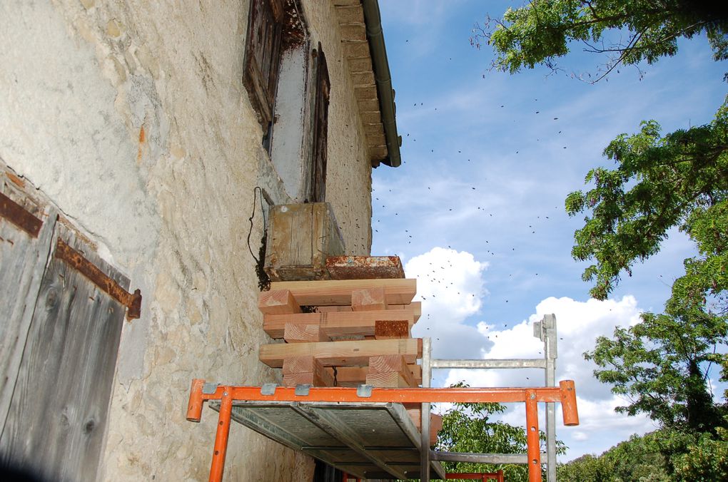 Récupération d'un essaim dans un mur