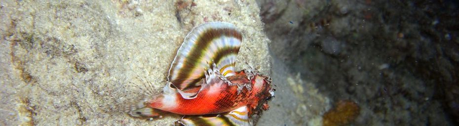 Pterois ocellé (Dendrochirus biocellatus) de l’océan Indien à Mayotte