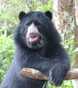 Espèces menacées : L’ours à lunettes
