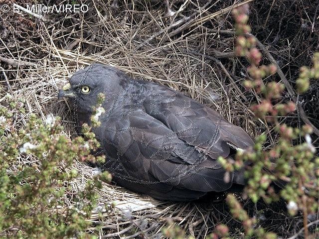 Album - oiseaux-de-proie