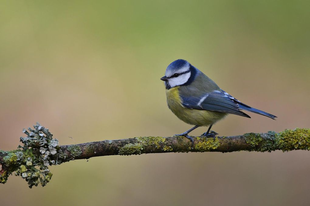 Mésange bleue.