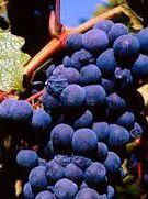 #Zinfandel Producers Napa Valley  California Vineyards  page 3