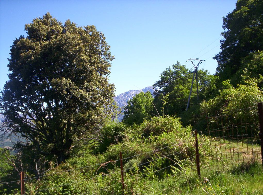 La Corse vu façon GP
2080 Km sur l'ile à 2 motos
52 km/h  de moyenne
129 l d'essence ...
on ne parlera pas des Ricard et autres ...