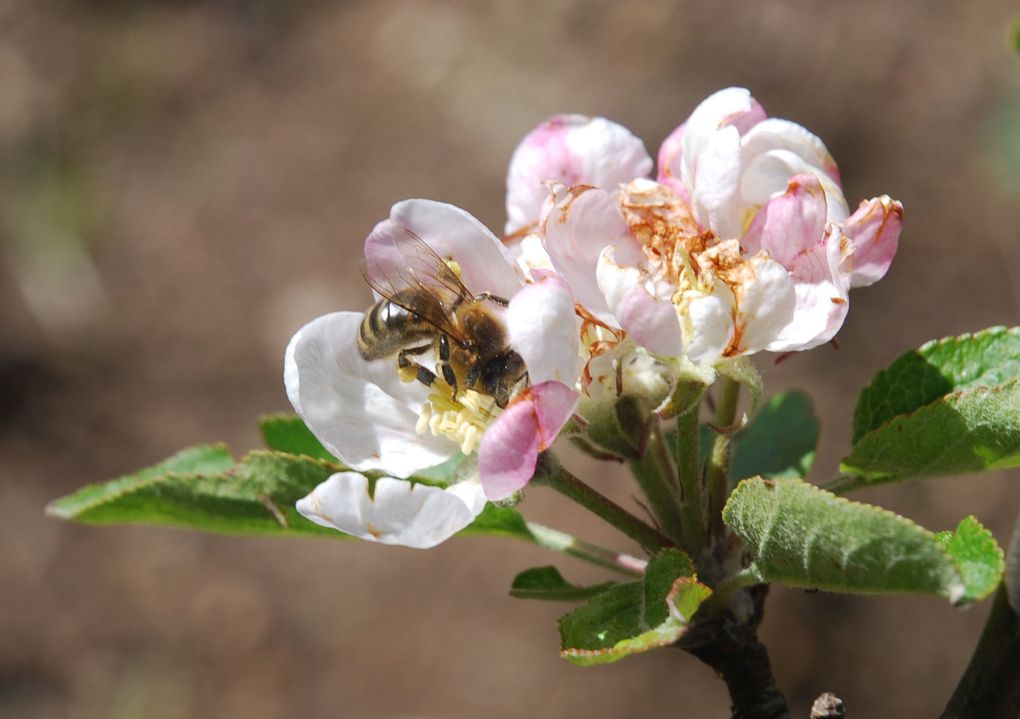 Photos personnelles gratuites et libres de droits sur la nature, l'environnement et le patrimoine