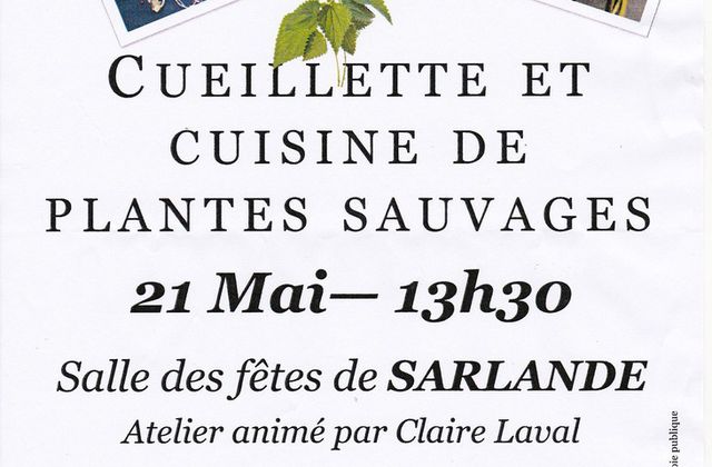 Les plantes sauvages en cuisine