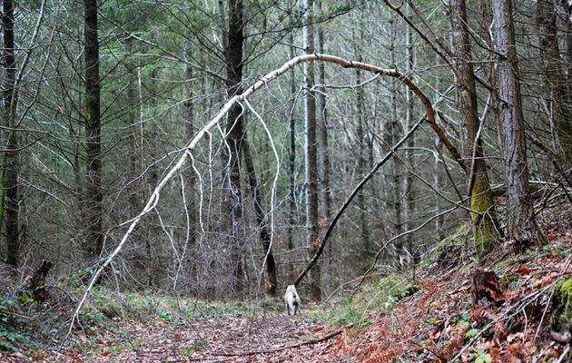 l'arbre qui murmurait à l'oreille du petit chien