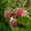 " Confiture de framboises. "