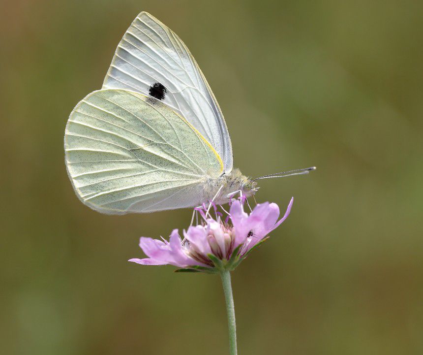 Album - Macro-Papillons