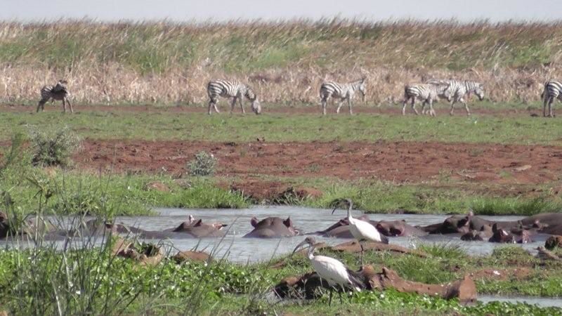 Album - Mars-2011-Tanzanie