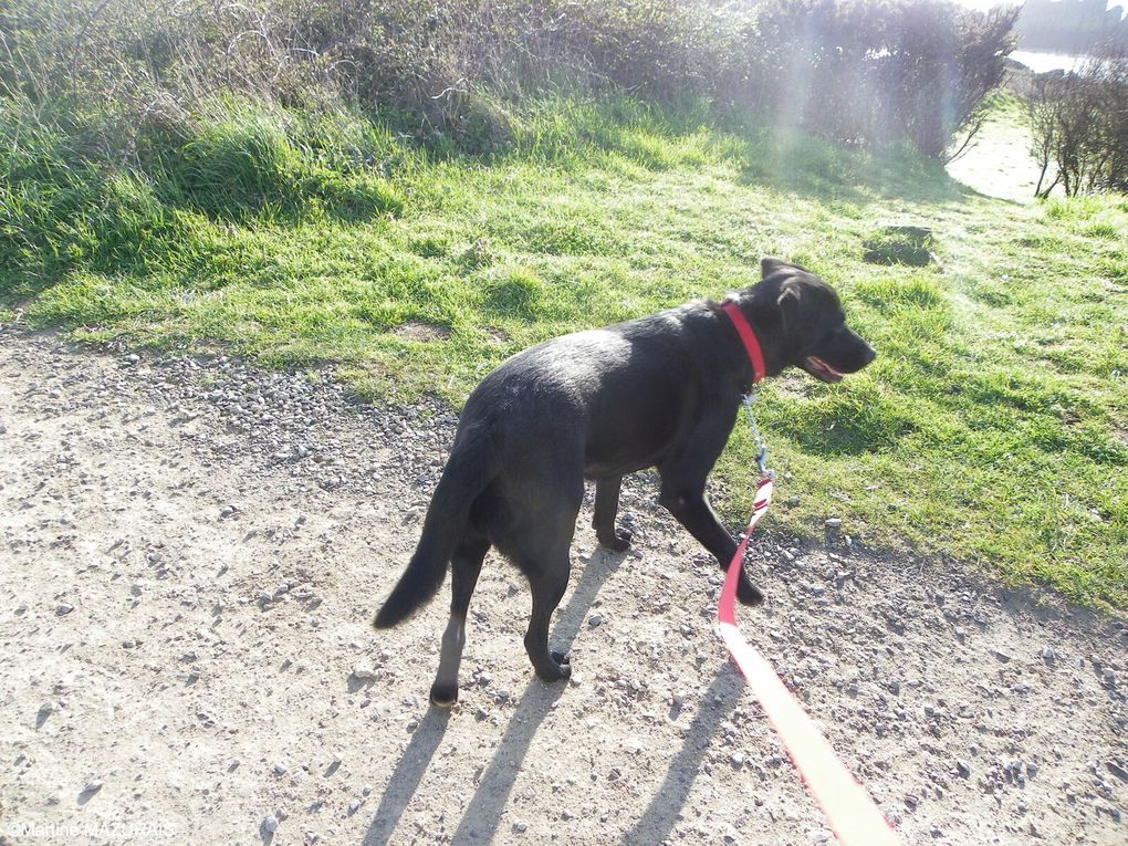 Rox et Loona à la Pointe du Grouin. (Diaporama)