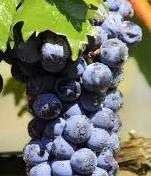 #Tempranillo Producers Sierra Foothills California Vineyards  P2 