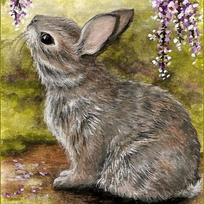 lapins, lièvres en peinture et illustrations -   AmyLyn Bihrle