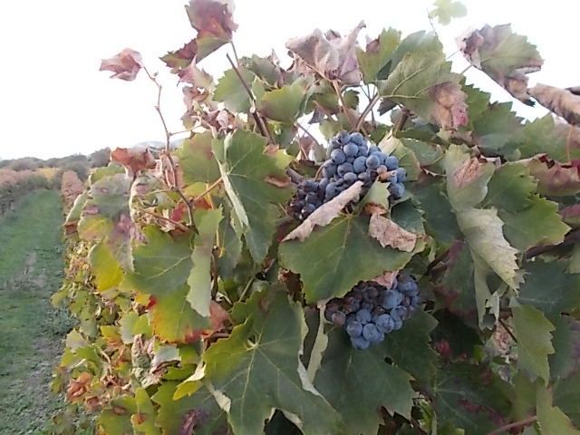 apéro avec Birgitt, Vera et Bianca,  classmates très fortes, la mer agressant mon resto préféré, un tout petit port de pêche avant Corinthe, une mer d'huile, un bain de verdure et couleurs d'automne, les raisins oubliés volés sont un régal, lever de lune à Kiato....