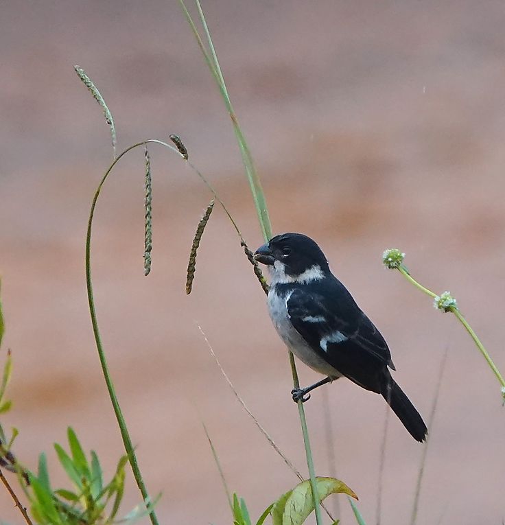 Les Passereaux, pics, engoulevents...