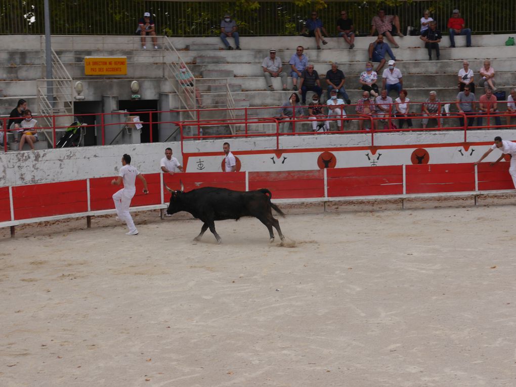 course de taureaux jeunes le 18 septembre 2020