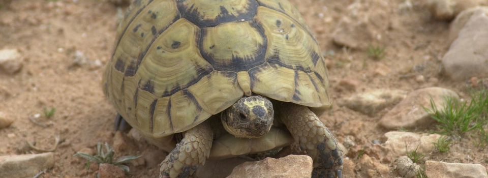 LA GAZELLE, LA TORTUE, LE PARESSEUX ET LA PANTHERE