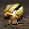 [Macro] Snail