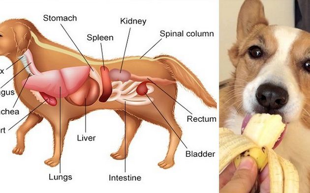 Immunité canine: connaître les aliments qui améliorent la santé de votre animal