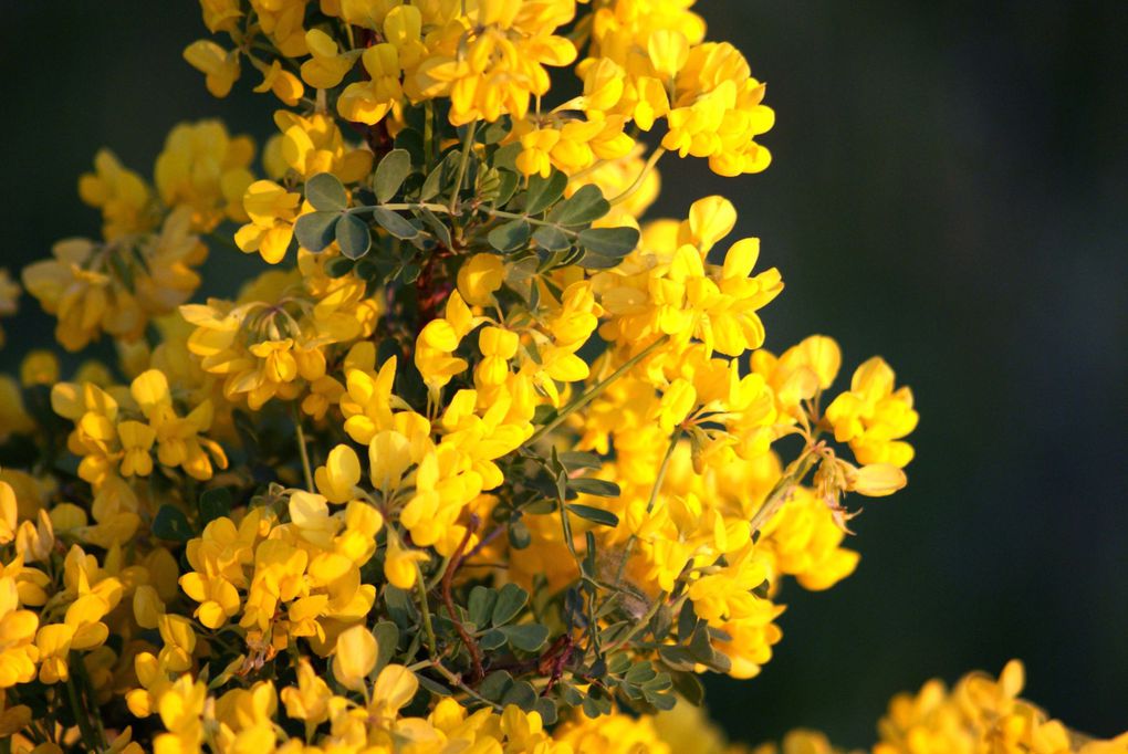 Les plantes et fleurs de mon jardin