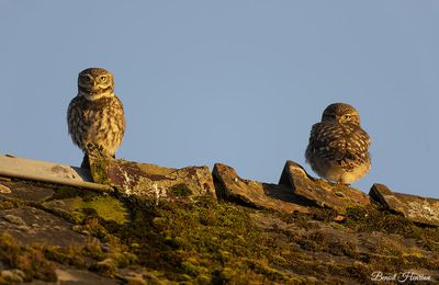 Chouettes chevêches (Ardennes)