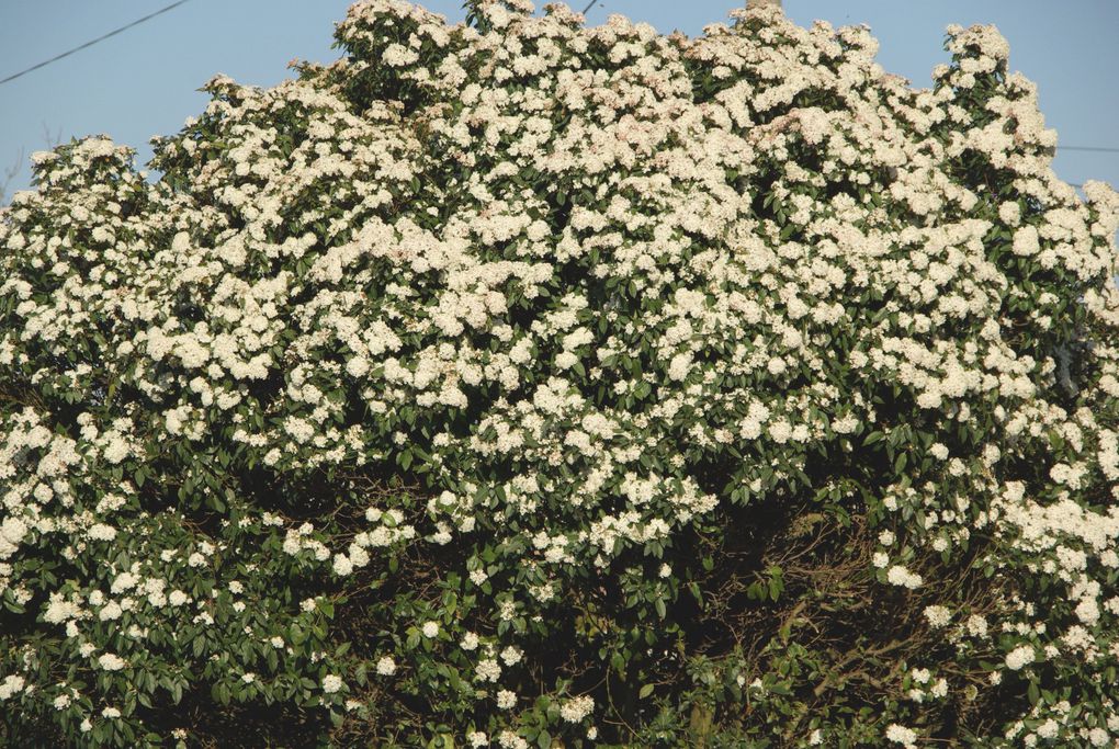 Album -  DES FLEURS